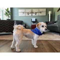 General Aviation Pet Bandana 